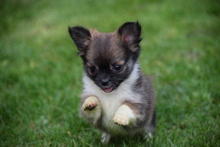 chiot Chihuahua Les Terres De Yuslo